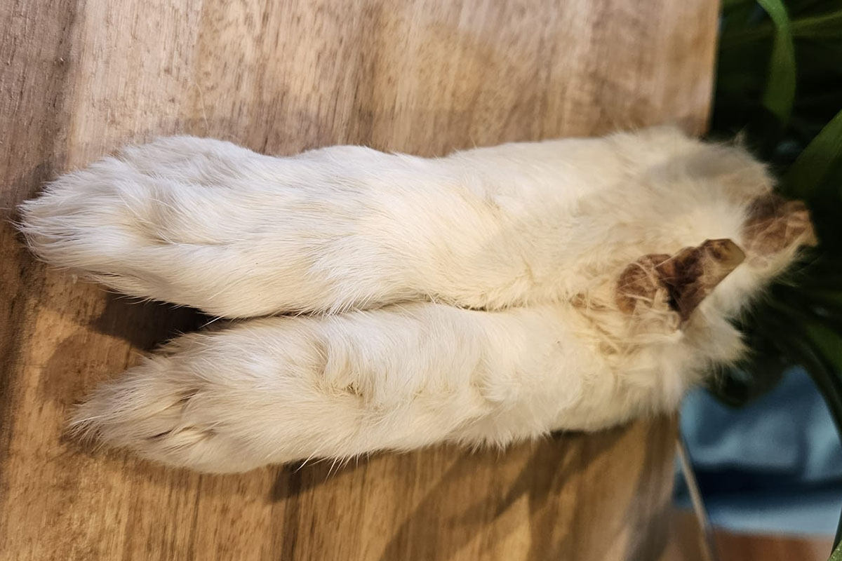 rabbit feet for dogs, natural dog chews, hypoallergenic dog treats, low fat dog chews, dental chews for dogs, grain free dog treats, novel protein dog chews